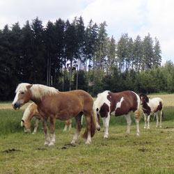 Pferde im Reitstall Haberhof in Hohenkammer
